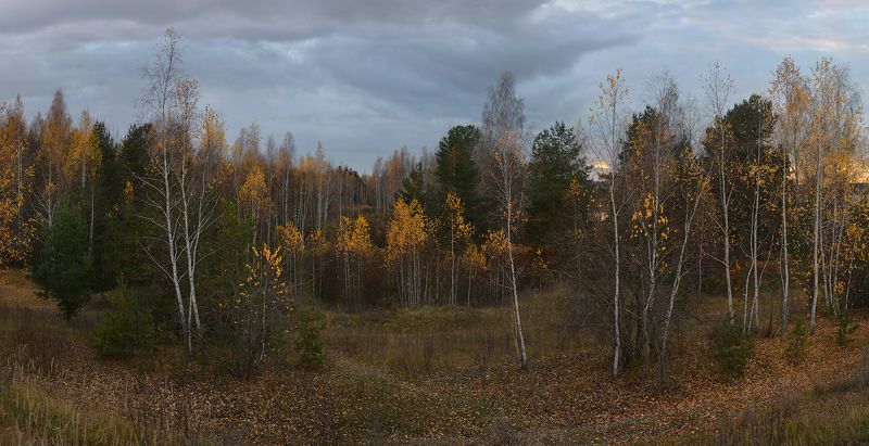 желтые листья, октябрь, на закате, лес, небо, тучи, пасмурный вечер Берёзки. Вечер перед первым снегом фото превью