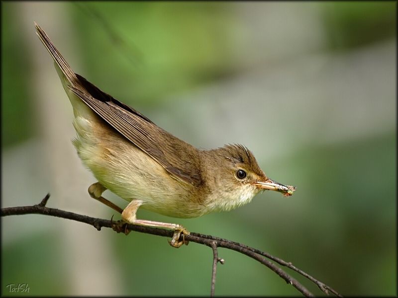камы́шевка, kамышо́вка, камышёвка, птицы, природа, москва, битцевский лесопарк, фауна, семейство славковые, acrocephalidae, Камышевка с добычей фото превью