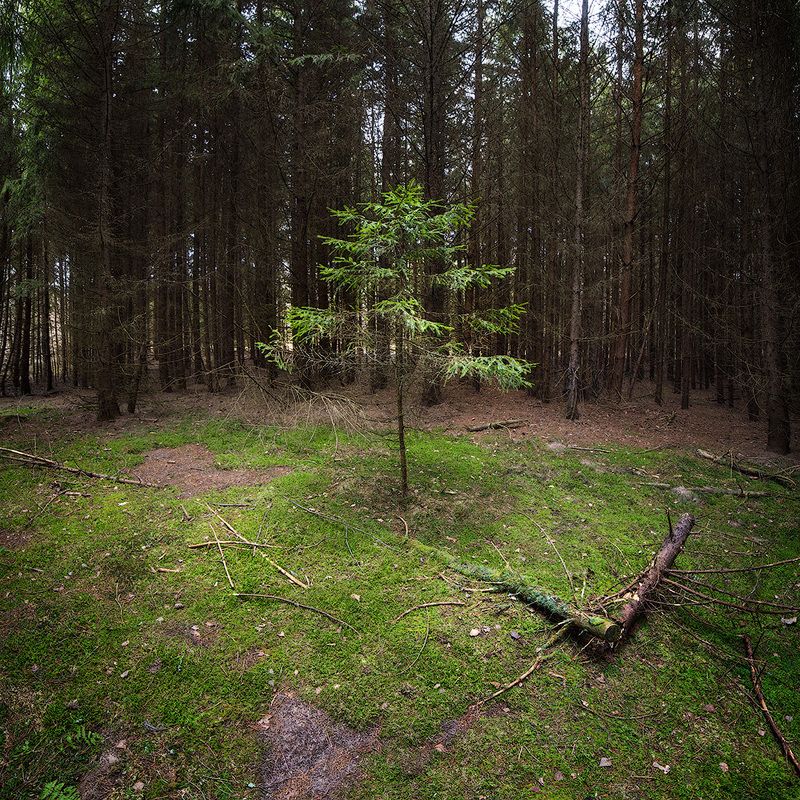 forest, trees, landscape, green, ель, лес, поляна, деревья В еловой глуши фото превью