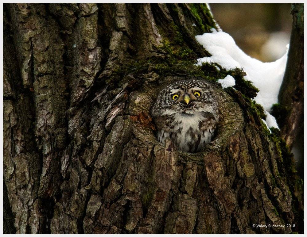 , Валерий Субачев