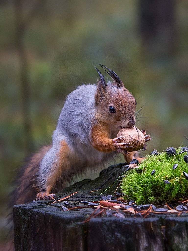 белка,север,печора,коми,живатные,лес,,природа,фауна, protein,north,pechora,komi republic,zhivotnye,forest,,nature,fauna,, Игорь Триер