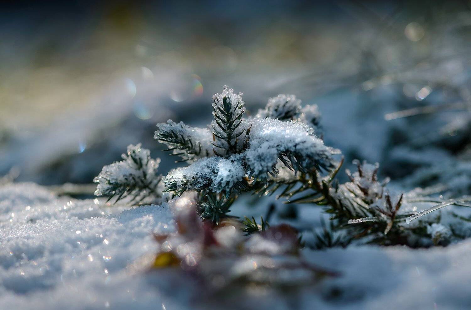 природа, макро, снег, боке, можжевельник, Неля Рачкова