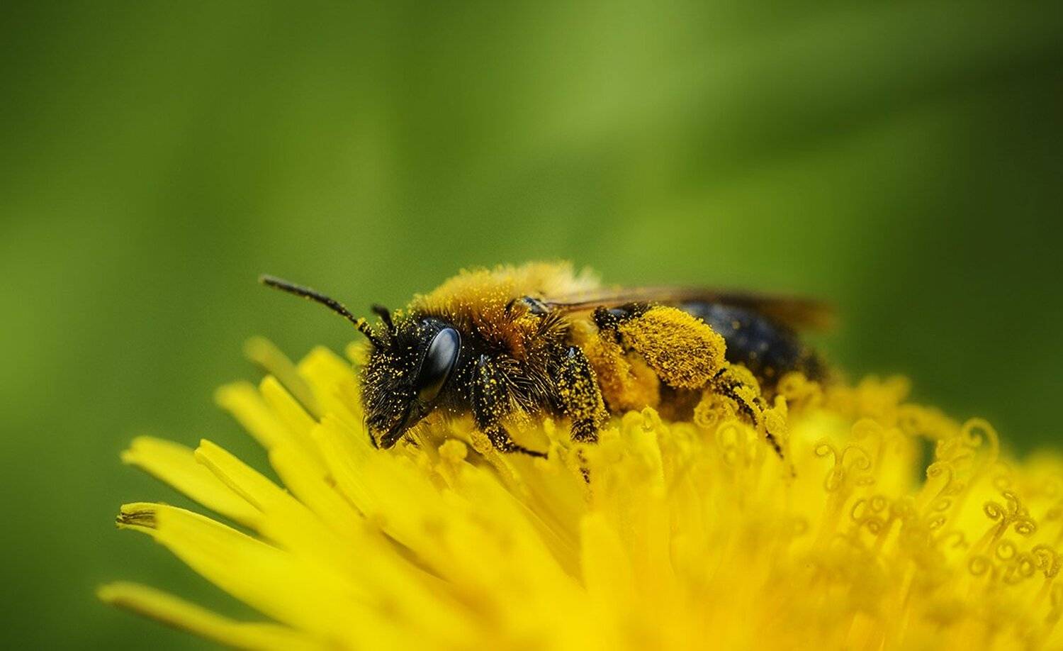 , Анатолий Зверев