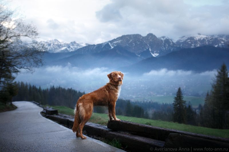 собака, природа, горы Tatra Mountains фото превью