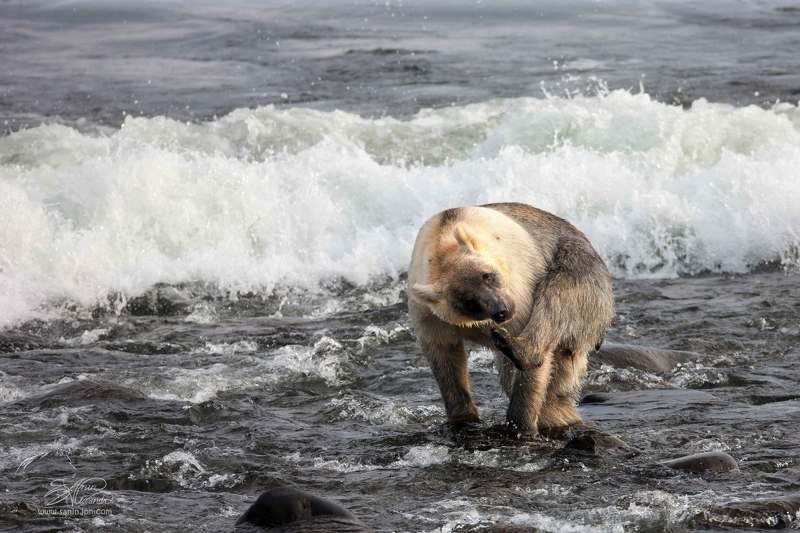 Медведь и море (Тихий океан) фото превью