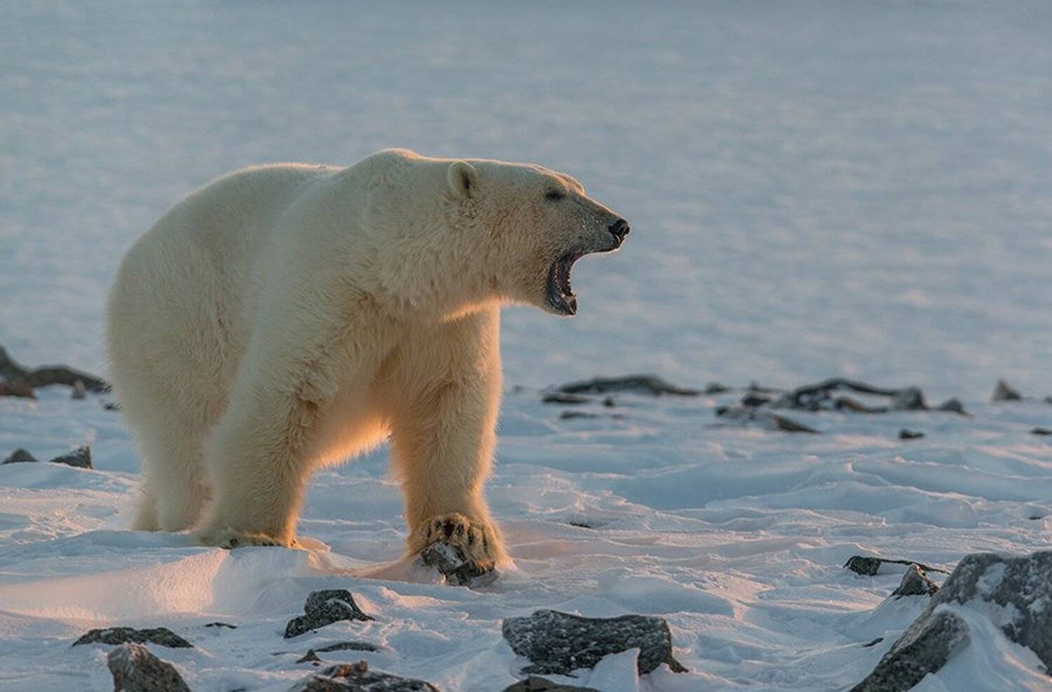 чукотка арктика кожевников медведь морской белый полярный умка, Максим Деминов