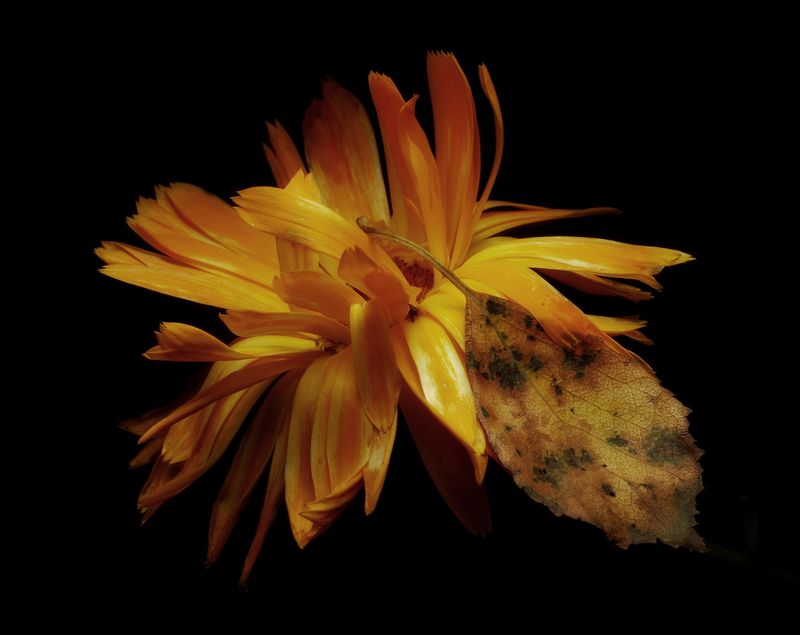 С осенним листом подмышкой фото превью