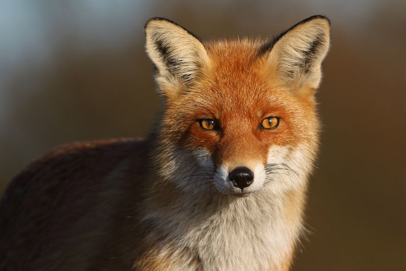 Portrait of the Fox фото превью
