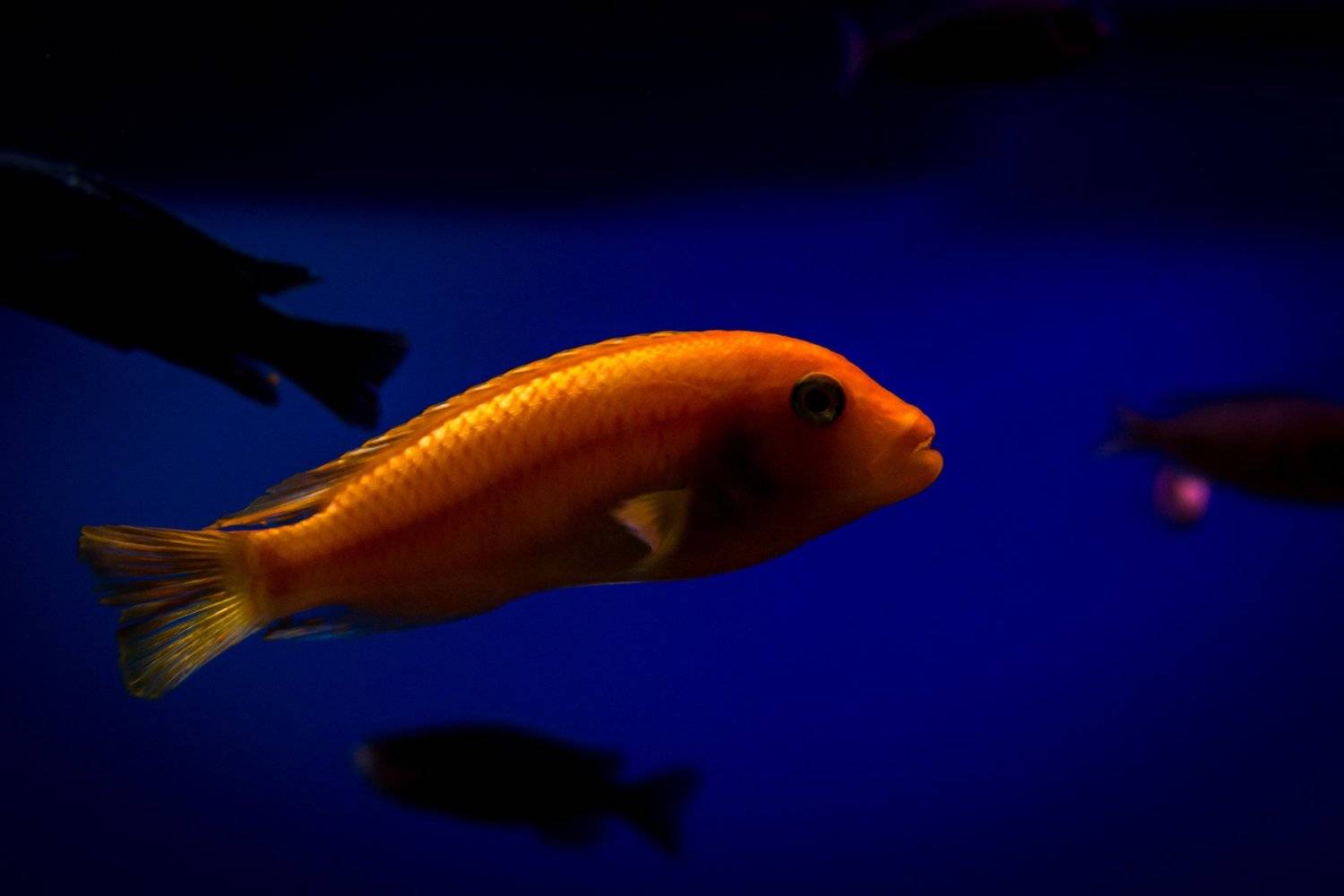 fish, macro, water, Marius Surleac