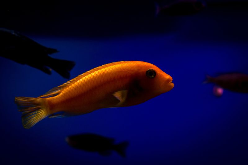 fish, macro, water among shadows фото превью