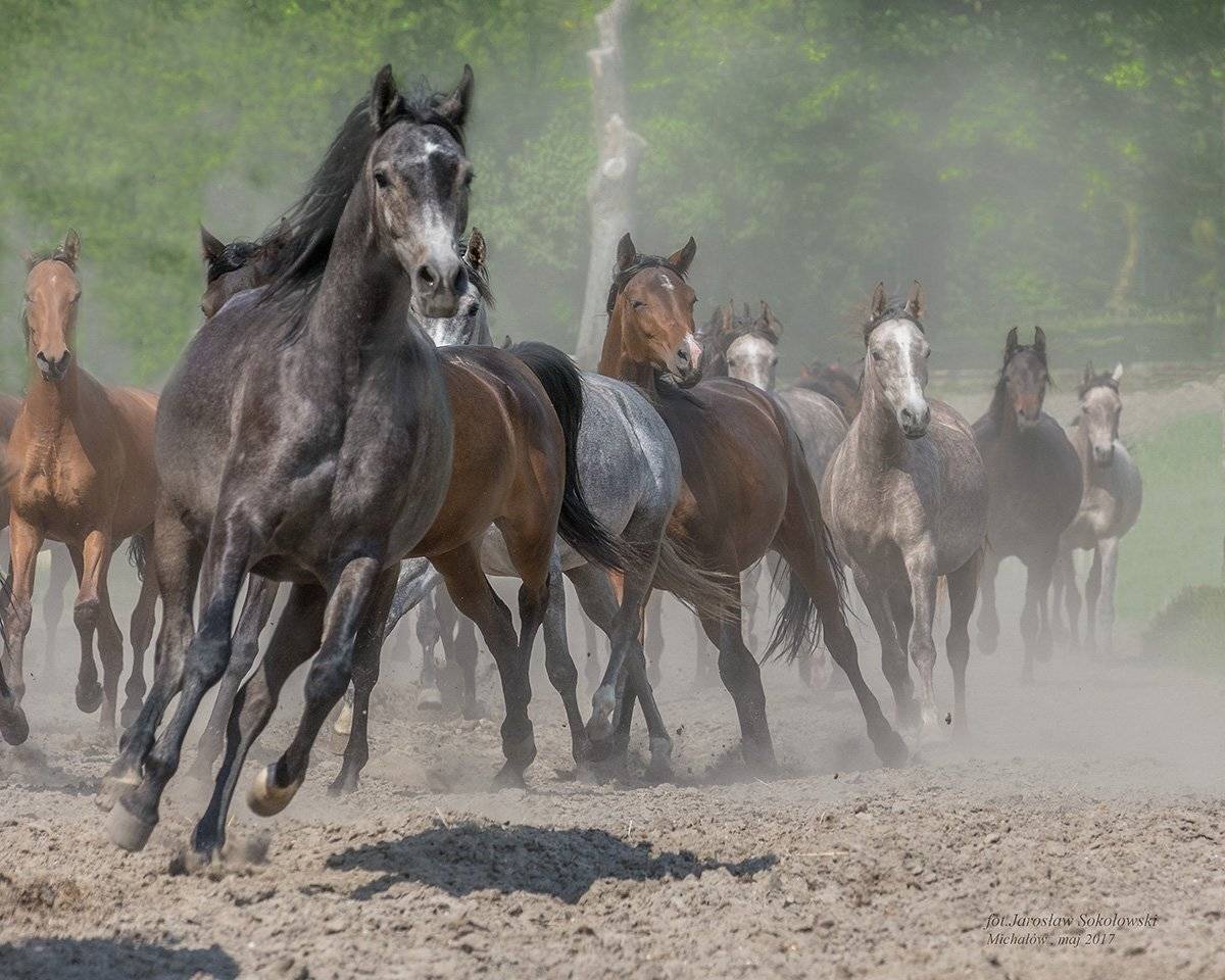 , Jarosław Sokołowski