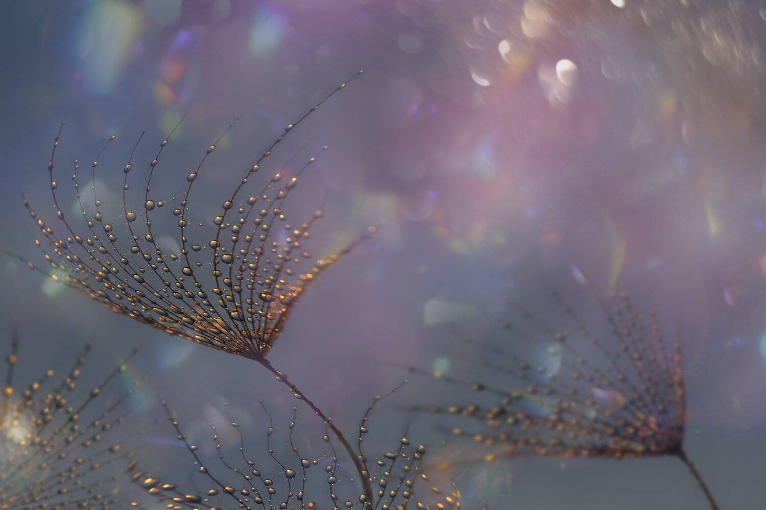 , Таня  Маркова