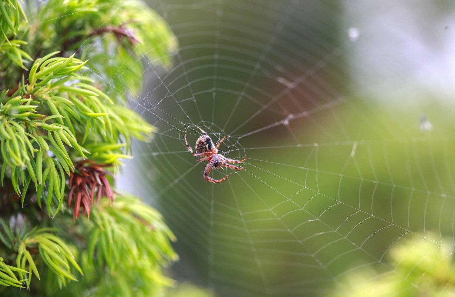 , Сергей Корнильев