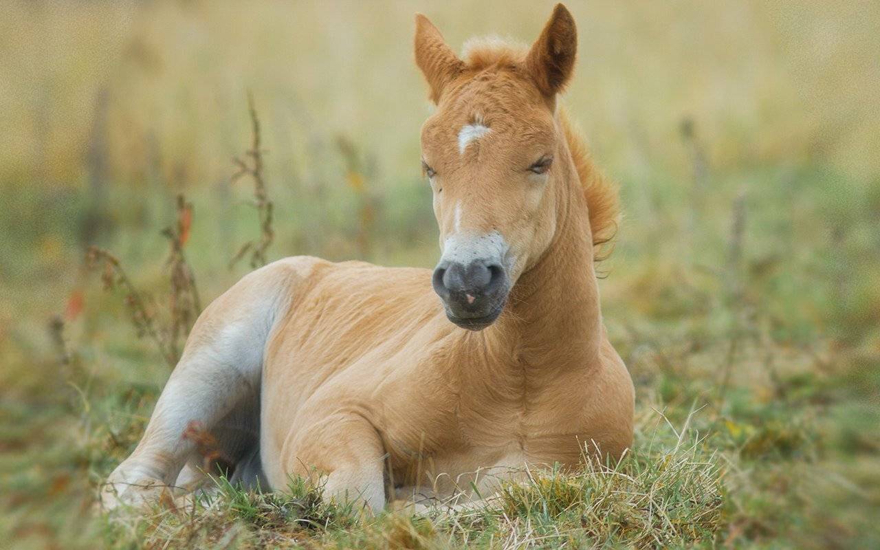 север,жеребёнок,лошадь,природа,деревня,краски,печора,коми, north,nature,village,paint,pechora,komi republic, Игорь Триер
