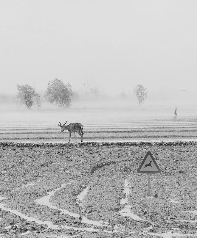 #hosseinmehrzad #myfeatureshoot #friendsinperson #حسین_مهرزاد #everydayeverywhere #persianlikes #hartcollective #streetpho Domestic animals фото превью