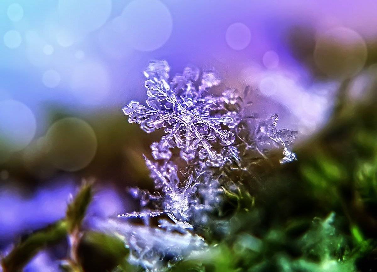 макро,снежинка, Гарик Соколов