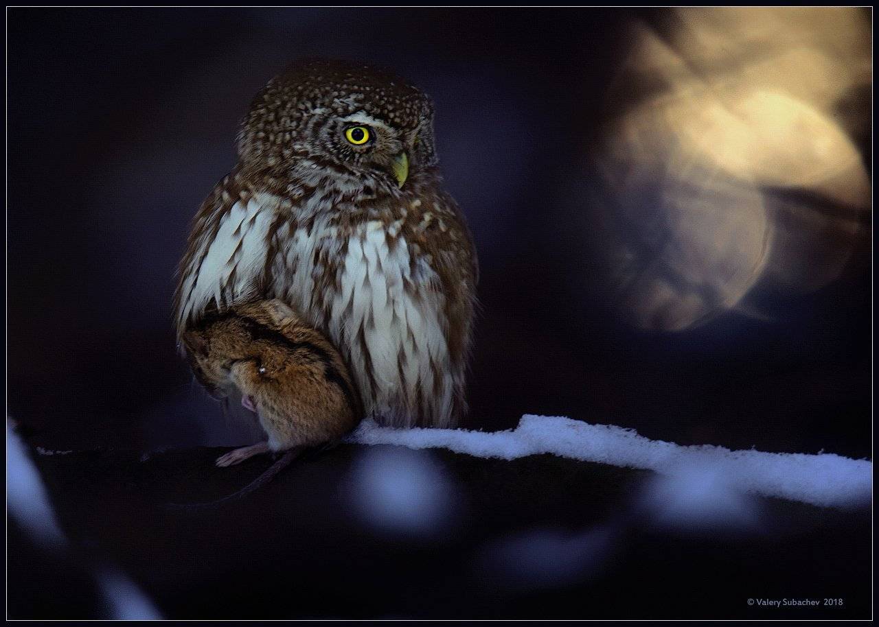 , Валерий Субачев