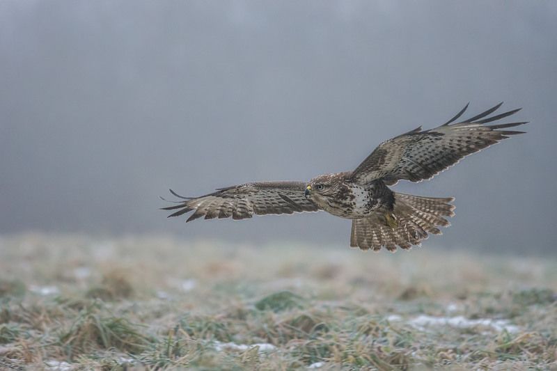 Myszołów. фото превью