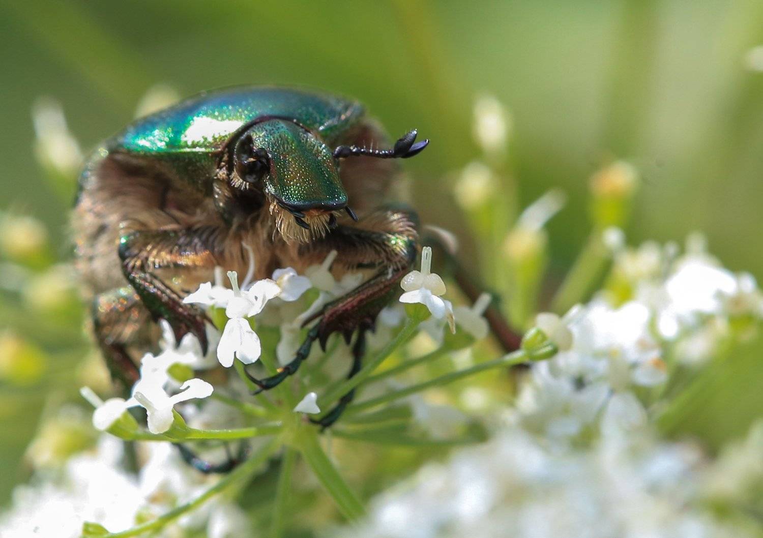 жук, бронзовка, Сергей Корнильев