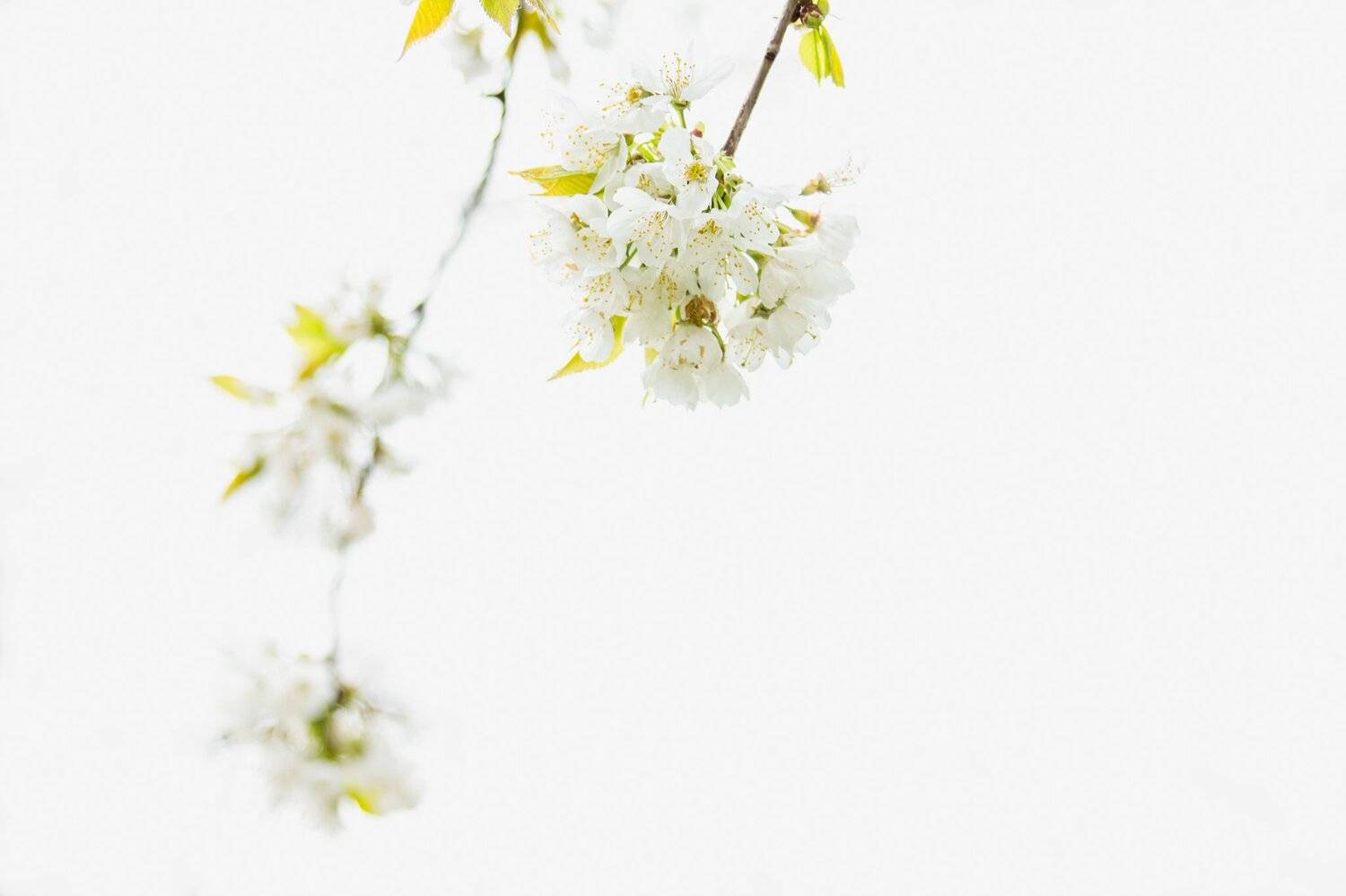 весна, фруктовый сад, цветение, домашний, завод, цветочный, дерево, ветки, высокий ключ, spring, orchard, blossom, domestic, plant, floral, tree, branches, high key,, Марко Радовановић