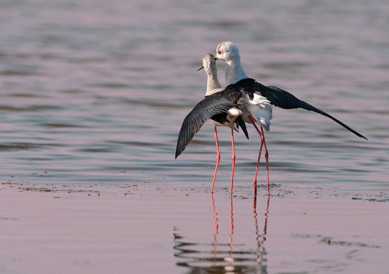 кулик,ходулочник,пара,брачное поведение, Иван
