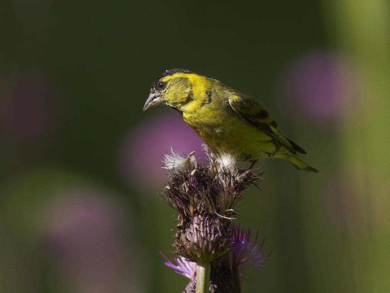 птицы,север,печора,коми,анималистика,чиж,природа,фауна,, Игорь Триер