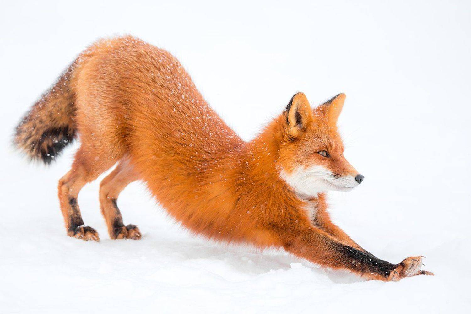 Камчатка, лиса, зима, природа, путешествие, россия, снег, животные, Денис Будьков