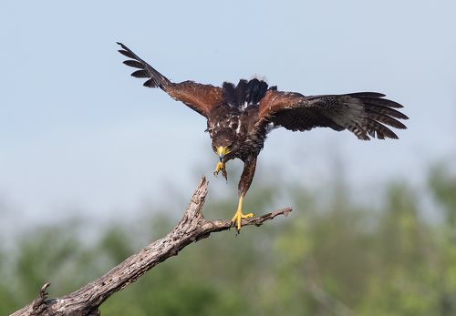 Пустынный канюк - Harris Hawk