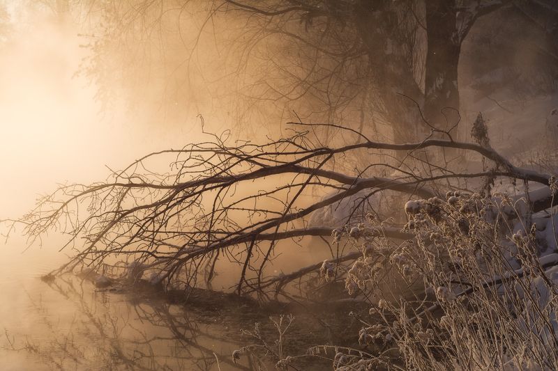 туман, утро, зима, золото, свет Золотой туман фото превью