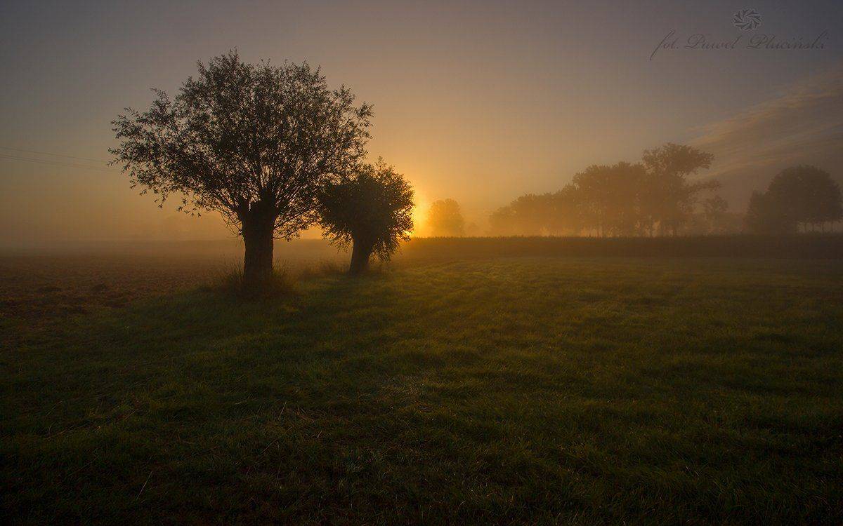 , Pawel Plucinski