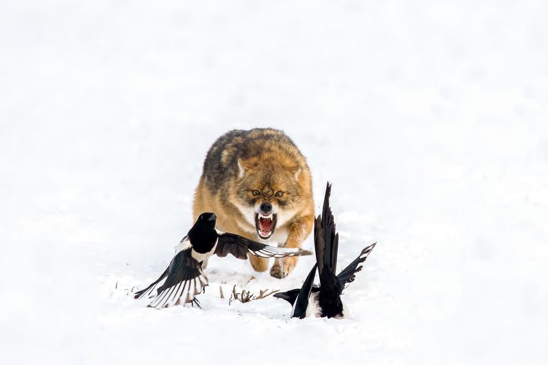 beast,wildlife,snow,winter,animal,birds,nature,landscape,anger,fury,jackal The Beast фото превью