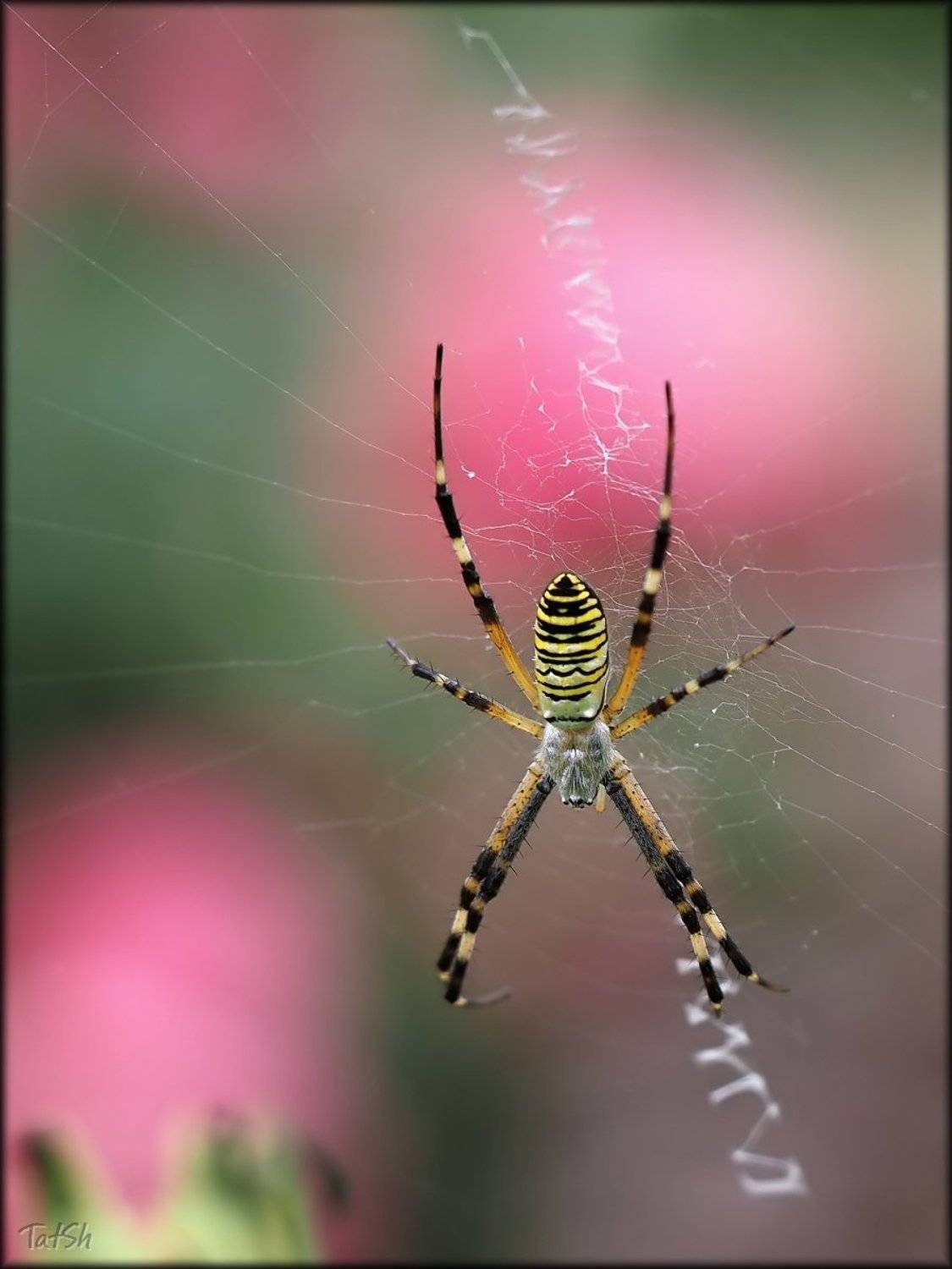 август, аргиопа брюнниха, жертва, лето, макро, охотник, паук, паук-оса, паутина, природа, argiope bruennichi, Шипилова Татьяна