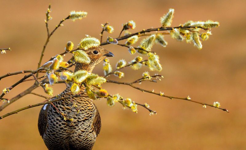 портрет тетерки фото превью
