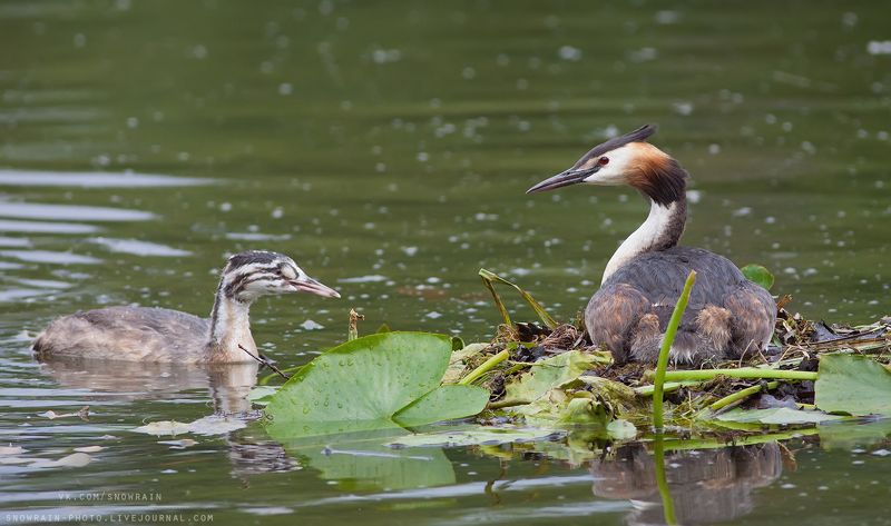 птицы, фотоохота, анималистика, дикая природа, природа, лес, животные, nature, wildlife, bird, animal Чомга с потомством фото превью