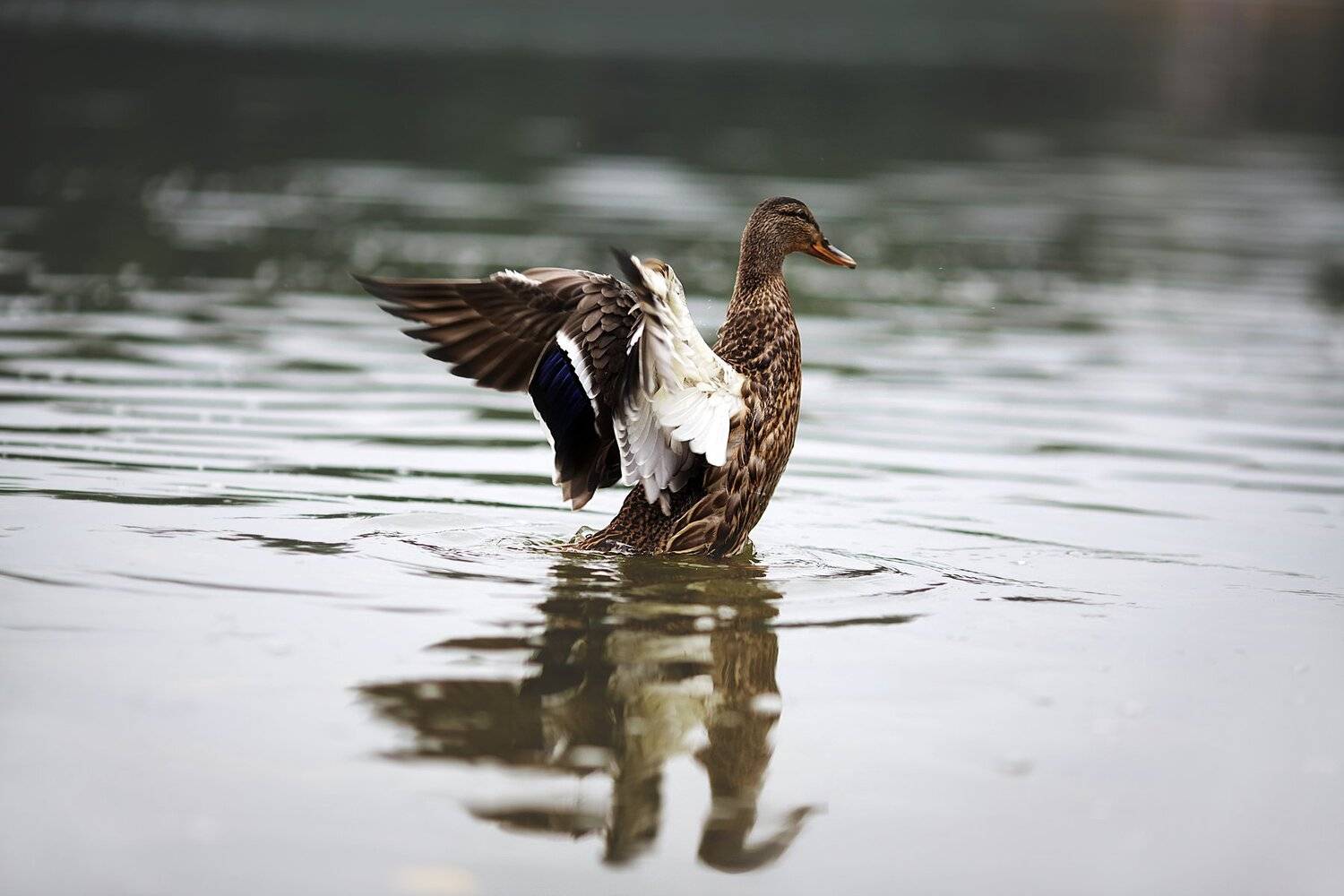 взлетаю, дикая, утка, кряква, озеро, вода, водоем, wild, duck, water, lake, pomoleyko, помолейко, беларусь, гусеобразная, anatidae, anseriformes, anas, platyrhynchos, Павел Помолейко