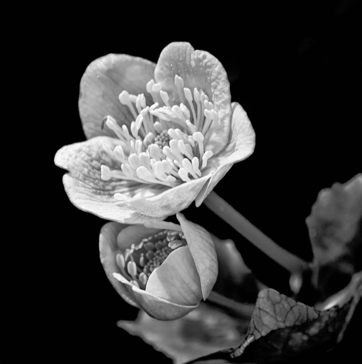 , Алексей Герасимов