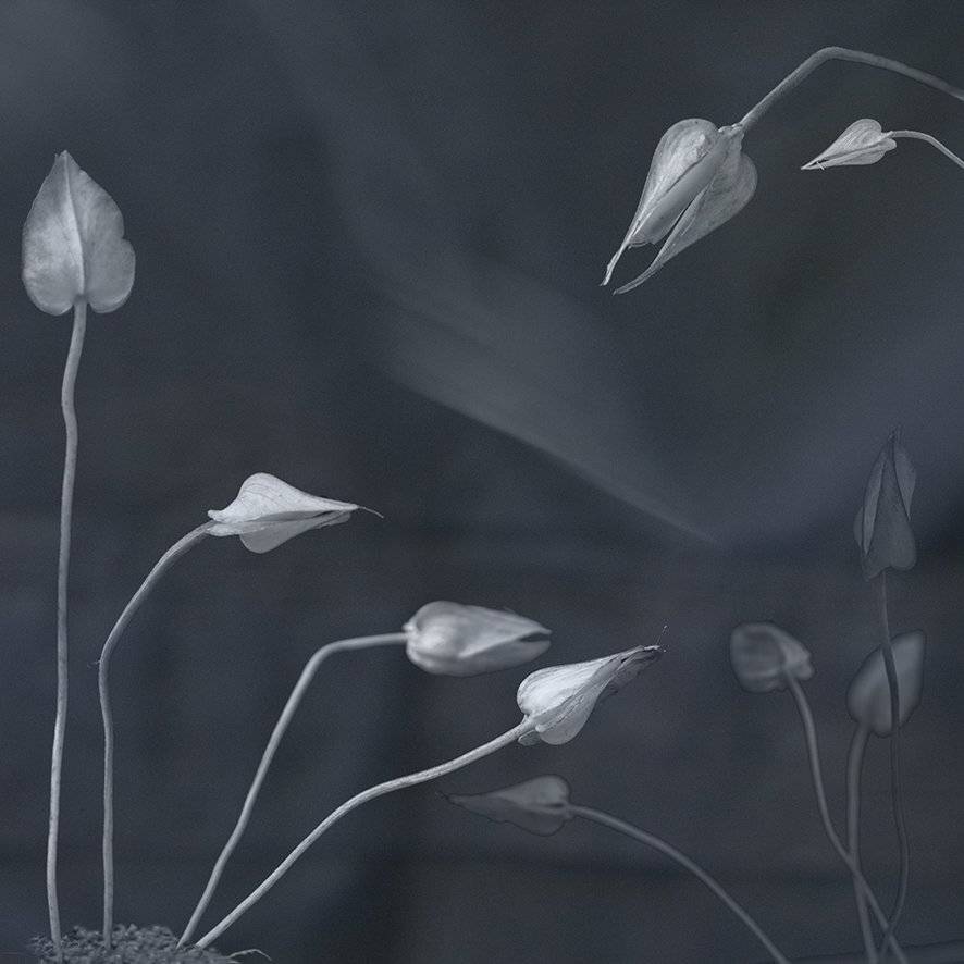 , T. Bondarenko
