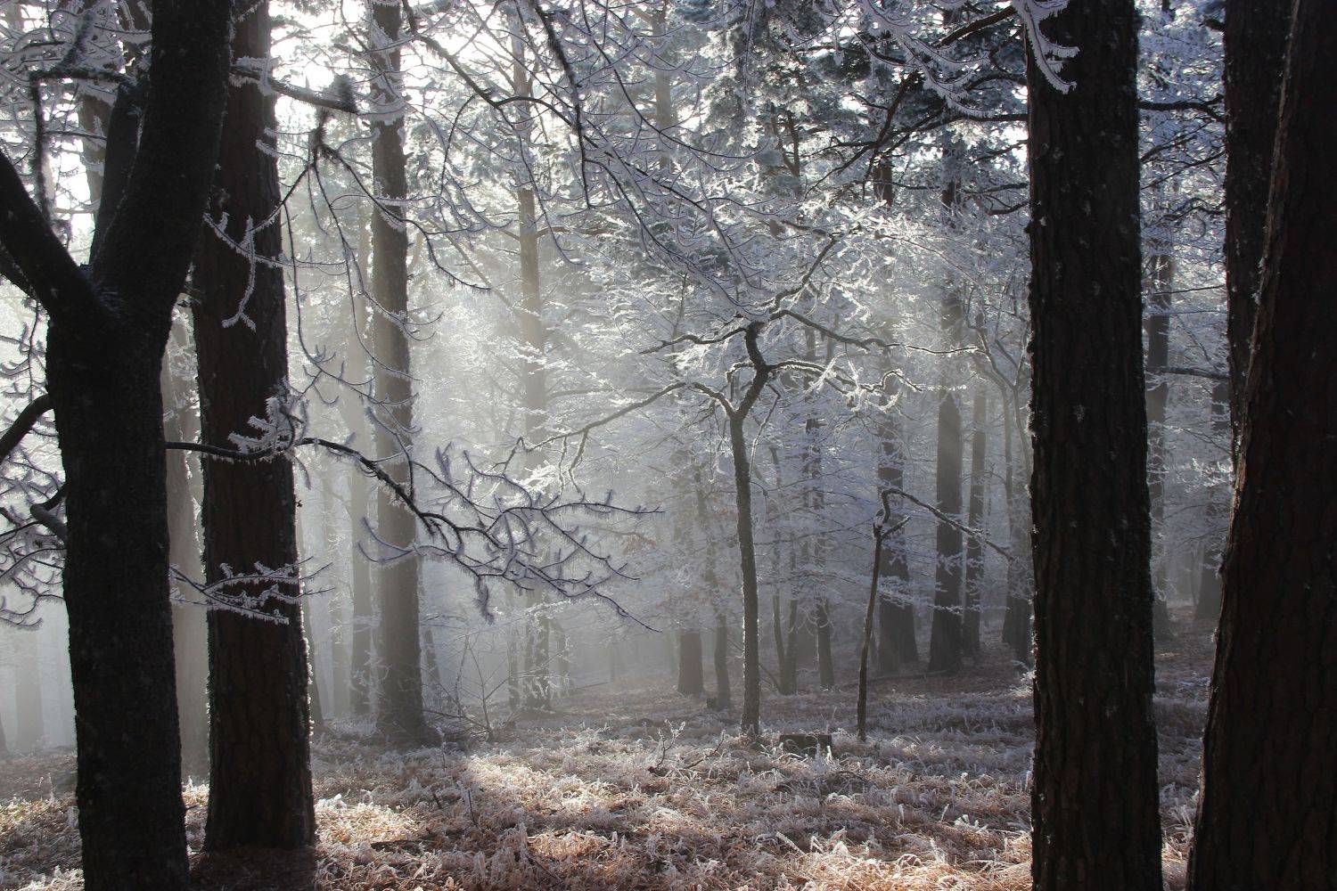 , Ирина Гайворонская