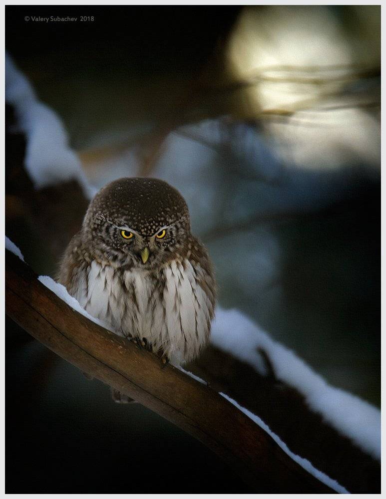 , Валерий Субачев