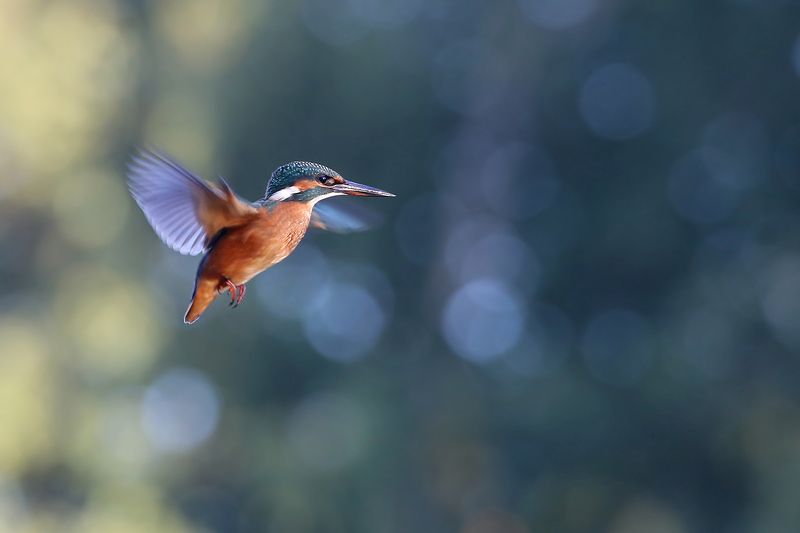 голубой зимородок, обыкновенный, common kingfisher, alcedo atthis, zivju dzenītis, riga, latvia, Только бы не упасть, только бы не упасть... фото превью