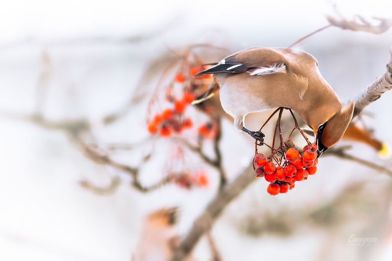 рябина, свиристель, животные, птицы, animals, bird, bohemian waxwing, berries Рябиновый завтрак фото превью