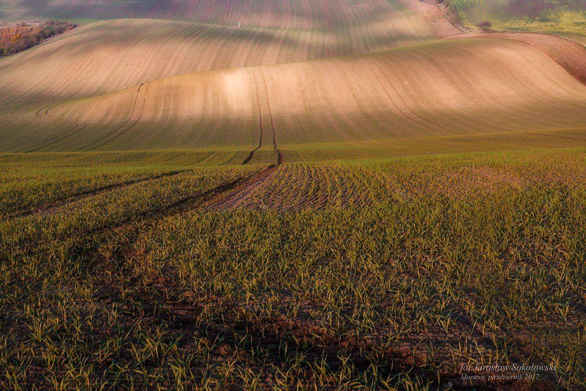 , Jarosław Sokołowski