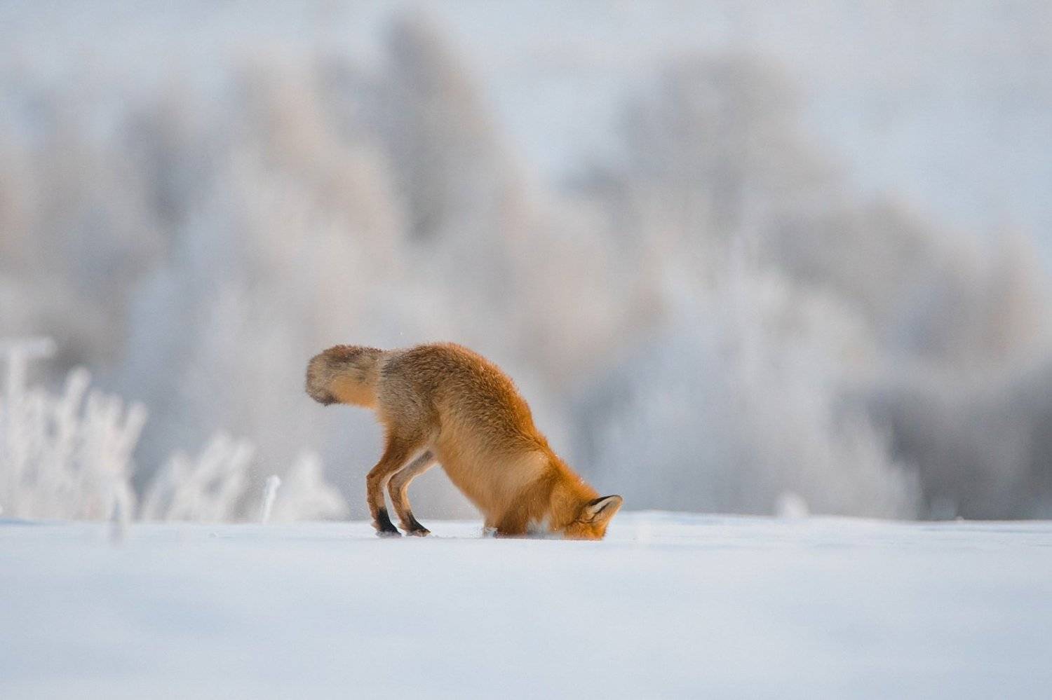 , Дмитрий Вилюнов
