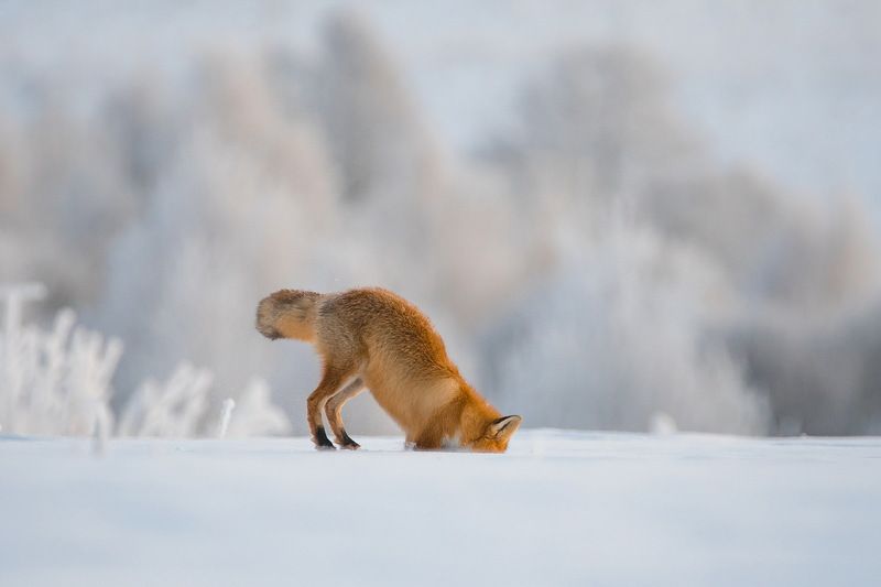 Что там под снегом? фото превью