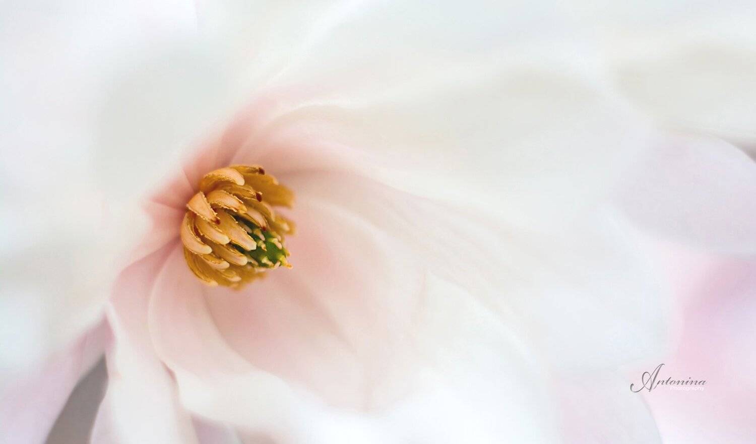 макро,цветы,природа,магнолия,розовый,весна,, Антонина