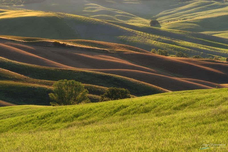 fields, tuscany, tree, sun, sunlight Golden fields фото превью