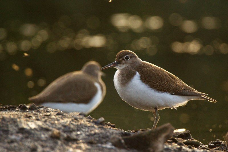 Перевозчики фото превью