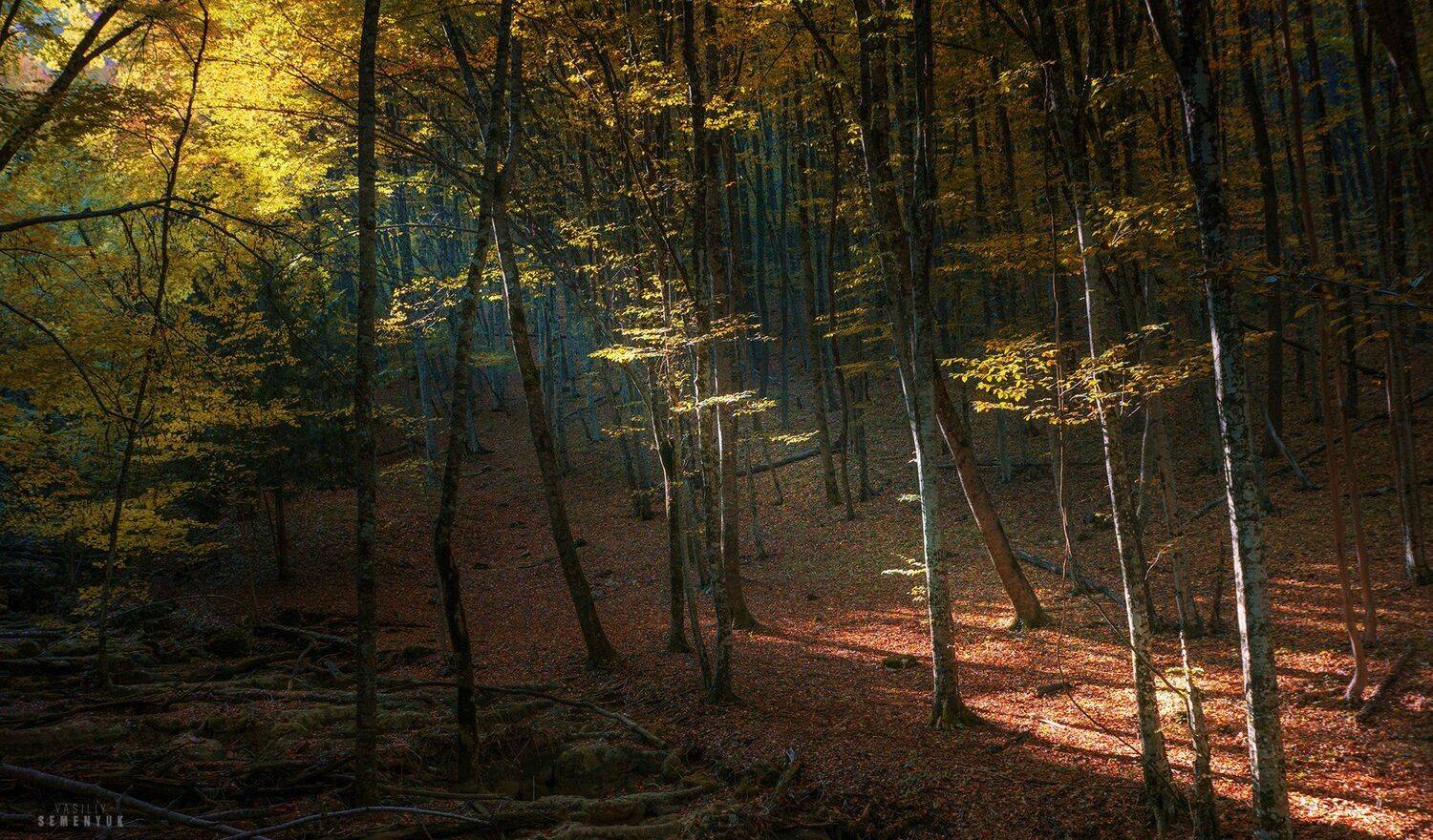 крым, лес, деревья, объёмный свет, осень, юсуповское озеро, сары-узень., Семенюк Василий