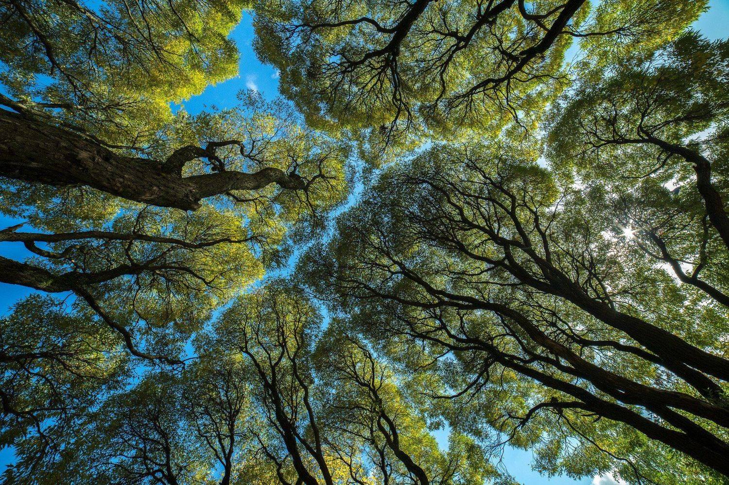 застенчивость кроны, разомкнутость полога, застенчивость полога, межкроновое пространство, Сергей Корнильев