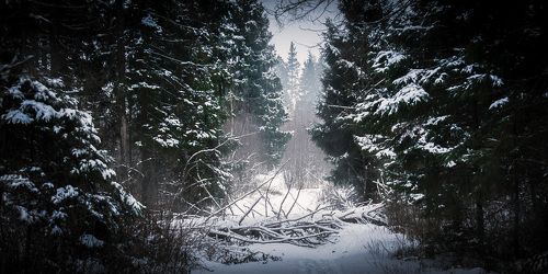Зимний лес